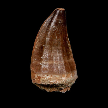 XL 2.3" Mosasaur Prognathodon Fossil Tooth Cretaceous Dinosaur Era COA, Stand