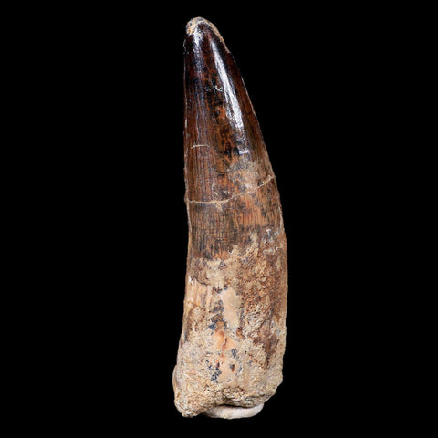 XL 3.6" Spinosaurus Fossil Tooth 100 Mil Yrs Old Cretaceous Dinosaur COA & Stand - Fossil Age Minerals