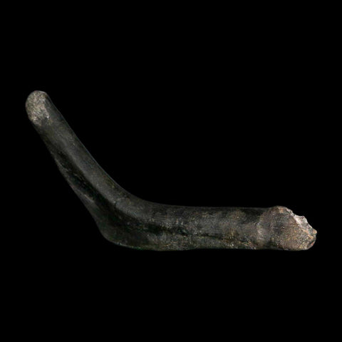 7.5" Hypacrosaurus Dinosaur Fossil Rib Bone Two Medicine FM Montana COA Stand - Fossil Age Minerals