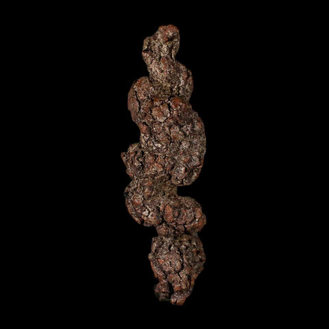3.8" Prehistoric Coprolite Fossil Specimen Poop Dung Miocene Madagascar - Fossil Age Minerals