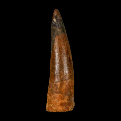 XL 3.7" Spinosaurus Fossil Tooth 100 Million Years Old Cretaceous Dinosaur COA - Fossil Age Minerals