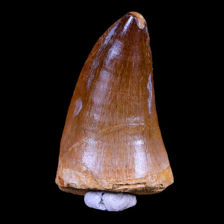 XL 2.5" Mosasaur Prognathodon Fossil Tooth Cretaceous Dinosaur Era COA & Stand