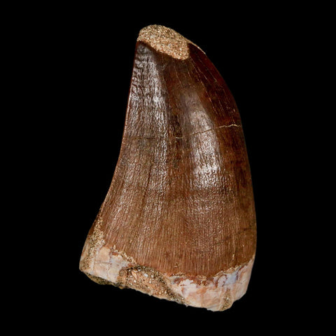 1.9"  Mosasaur Prognathodon Fossil Tooth Cretaceous Dinosaur Era COA & Stand