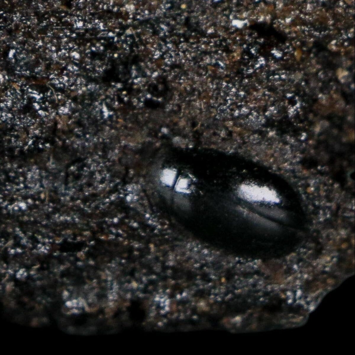 0.3" Fossil Tropisternus Sp Beetle Encapsulated In Solidified Tar Pleistocene Age