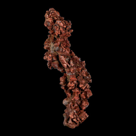 3.4" Prehistoric Coprolite Fossil Specimen Poop Dung Miocene Madagascar - Fossil Age Minerals