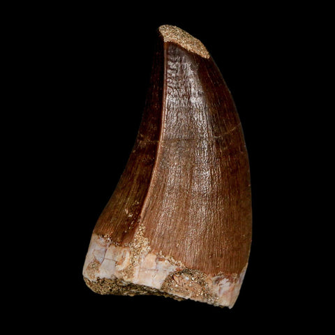 1.9"  Mosasaur Prognathodon Fossil Tooth Cretaceous Dinosaur Era COA & Stand