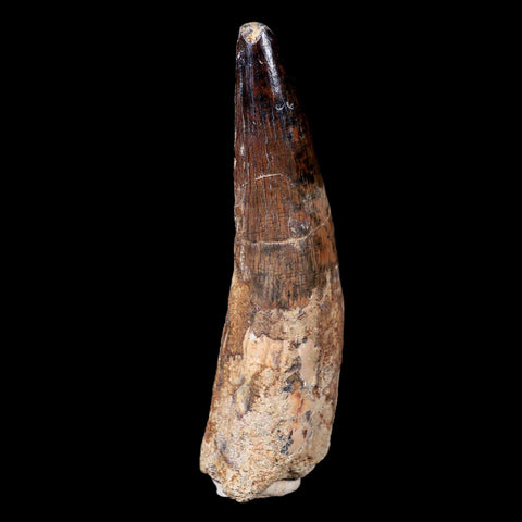 XL 3.6" Spinosaurus Fossil Tooth 100 Mil Yrs Old Cretaceous Dinosaur COA & Stand - Fossil Age Minerals