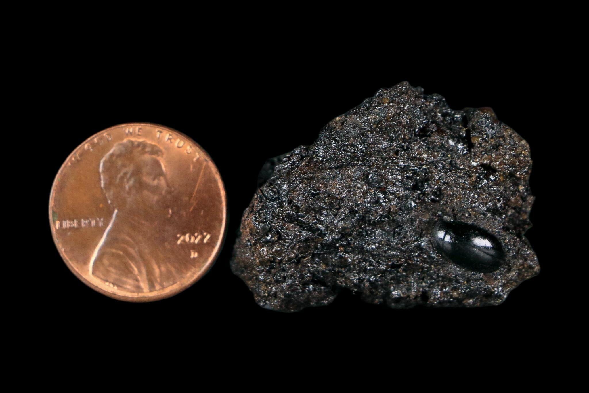0.3" Fossil Tropisternus Sp Beetle Encapsulated In Solidified Tar Pleistocene Age