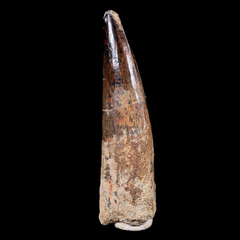 XL 3.6" Spinosaurus Fossil Tooth 100 Mil Yrs Old Cretaceous Dinosaur COA & Stand - Fossil Age Minerals
