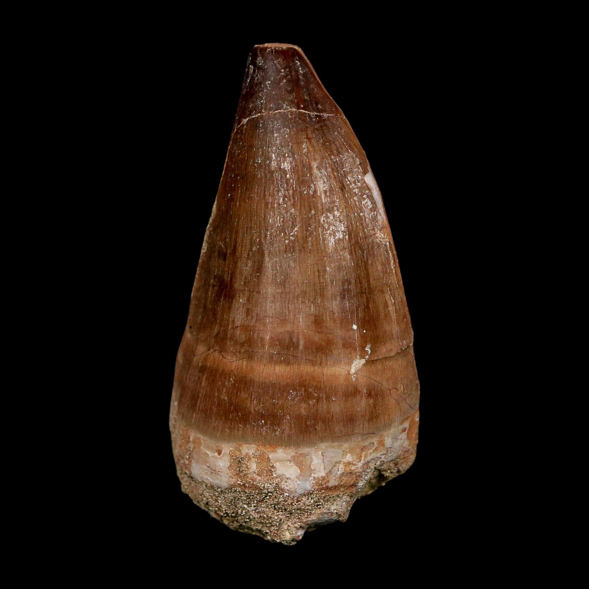 XL 2.3" Mosasaur Prognathodon Fossil Tooth Cretaceous Dinosaur Era COA, Stand - Fossil Age Minerals
