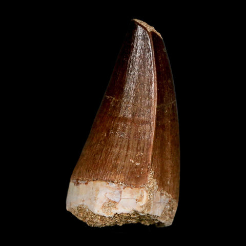 1.9"  Mosasaur Prognathodon Fossil Tooth Cretaceous Dinosaur Era COA & Stand