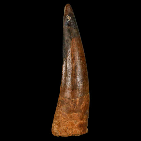 XL 3.7" Spinosaurus Fossil Tooth 100 Million Years Old Cretaceous Dinosaur COA - Fossil Age Minerals