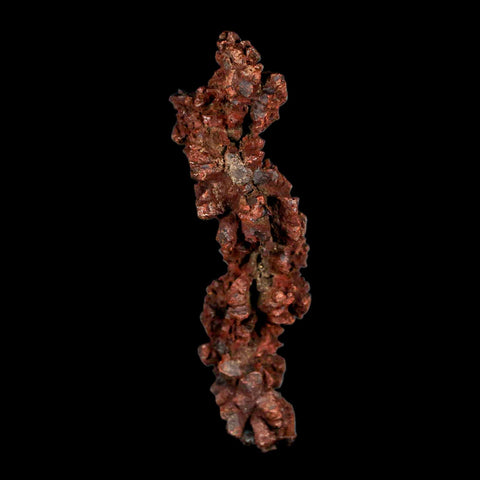 3.4" Prehistoric Coprolite Fossil Specimen Poop Dung Miocene Madagascar - Fossil Age Minerals