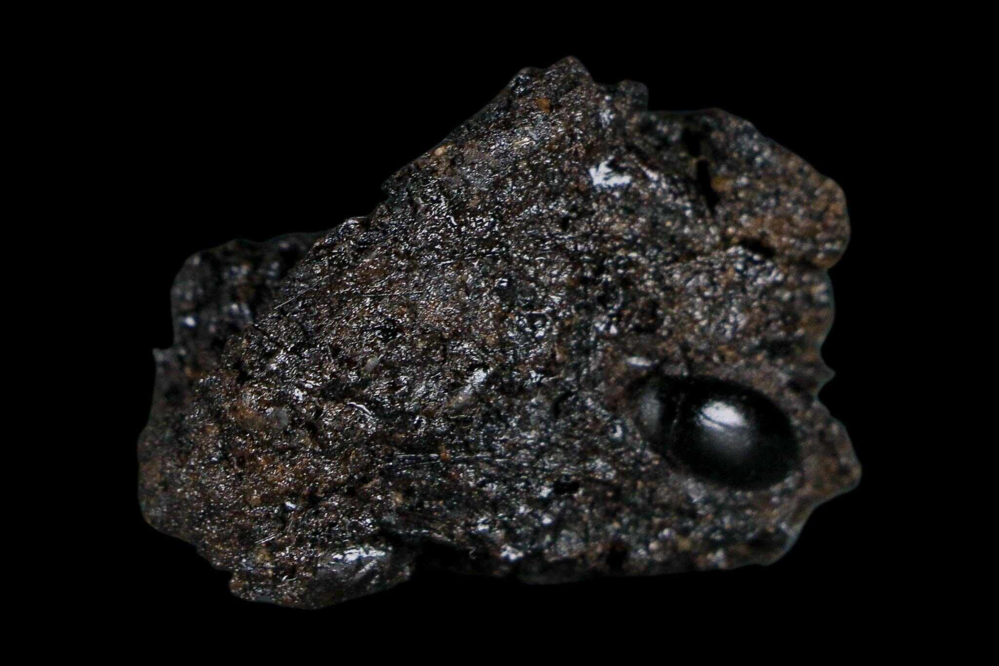 0.3" Fossil Tropisternus Sp Beetle Encapsulated In Solidified Tar Pleistocene Age