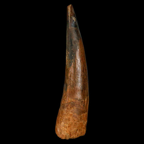 XL 3.7" Spinosaurus Fossil Tooth 100 Million Years Old Cretaceous Dinosaur COA - Fossil Age Minerals