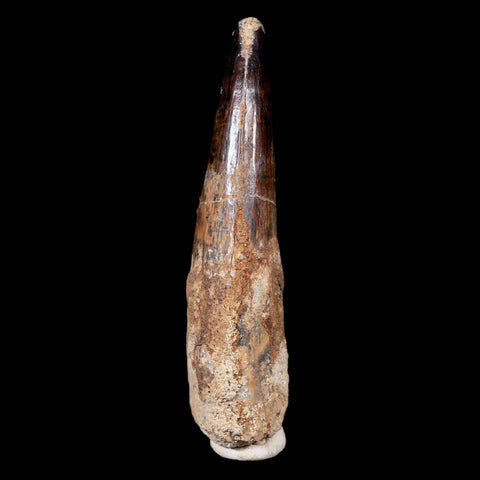 XL 3.6" Spinosaurus Fossil Tooth 100 Mil Yrs Old Cretaceous Dinosaur COA & Stand - Fossil Age Minerals