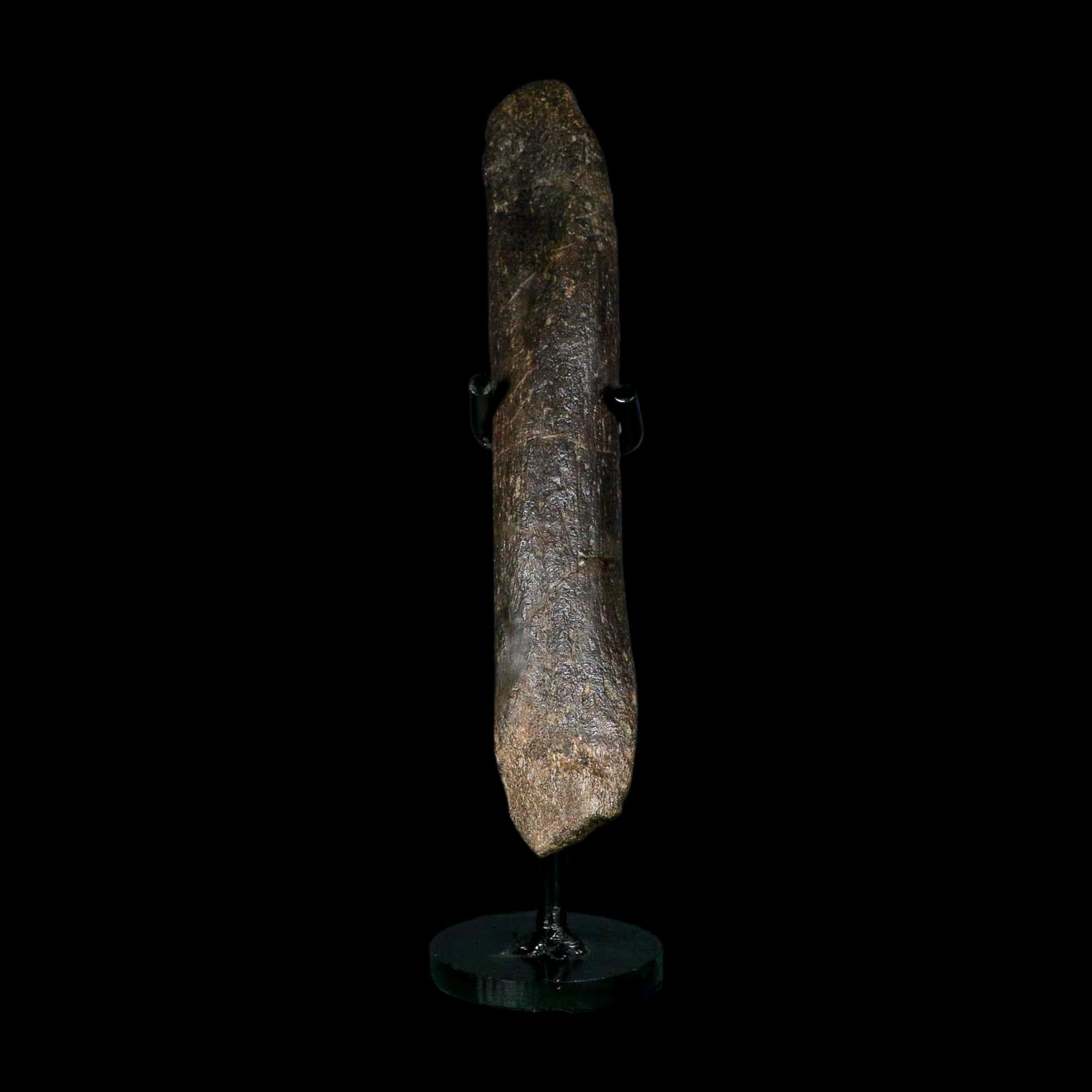 6.8" Hypacrosaurus Dinosaur Fossil Metacarpal Bone Two Medicine FM MT COA Stand - Fossil Age Minerals