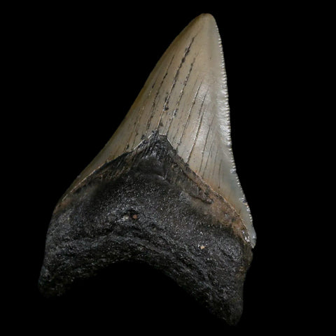 3.2" Quality Megalodon Shark Tooth Serrated Fossil Natural Miocene Age COA - Fossil Age Minerals