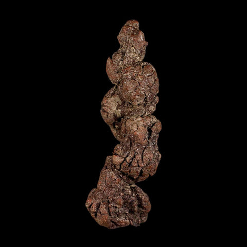 3.8" Prehistoric Coprolite Fossil Specimen Poop Dung Miocene Madagascar - Fossil Age Minerals