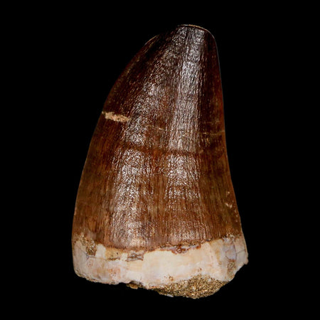 1.9"  Mosasaur Prognathodon Fossil Tooth Cretaceous Dinosaur Era COA & Stand