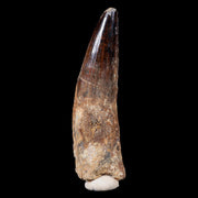 XL 3.6" Spinosaurus Fossil Tooth 100 Mil Yrs Old Cretaceous Dinosaur COA & Stand