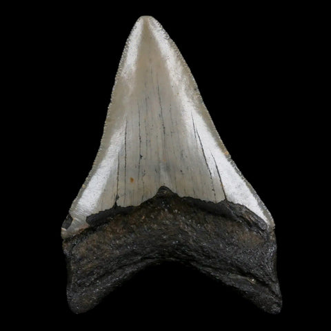 3.2" Quality Megalodon Shark Tooth Serrated Fossil Natural Miocene Age COA - Fossil Age Minerals
