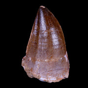 XL 2.4" Mosasaur Prognathodon Fossil Tooth Cretaceous Dinosaur Era COA & Stand