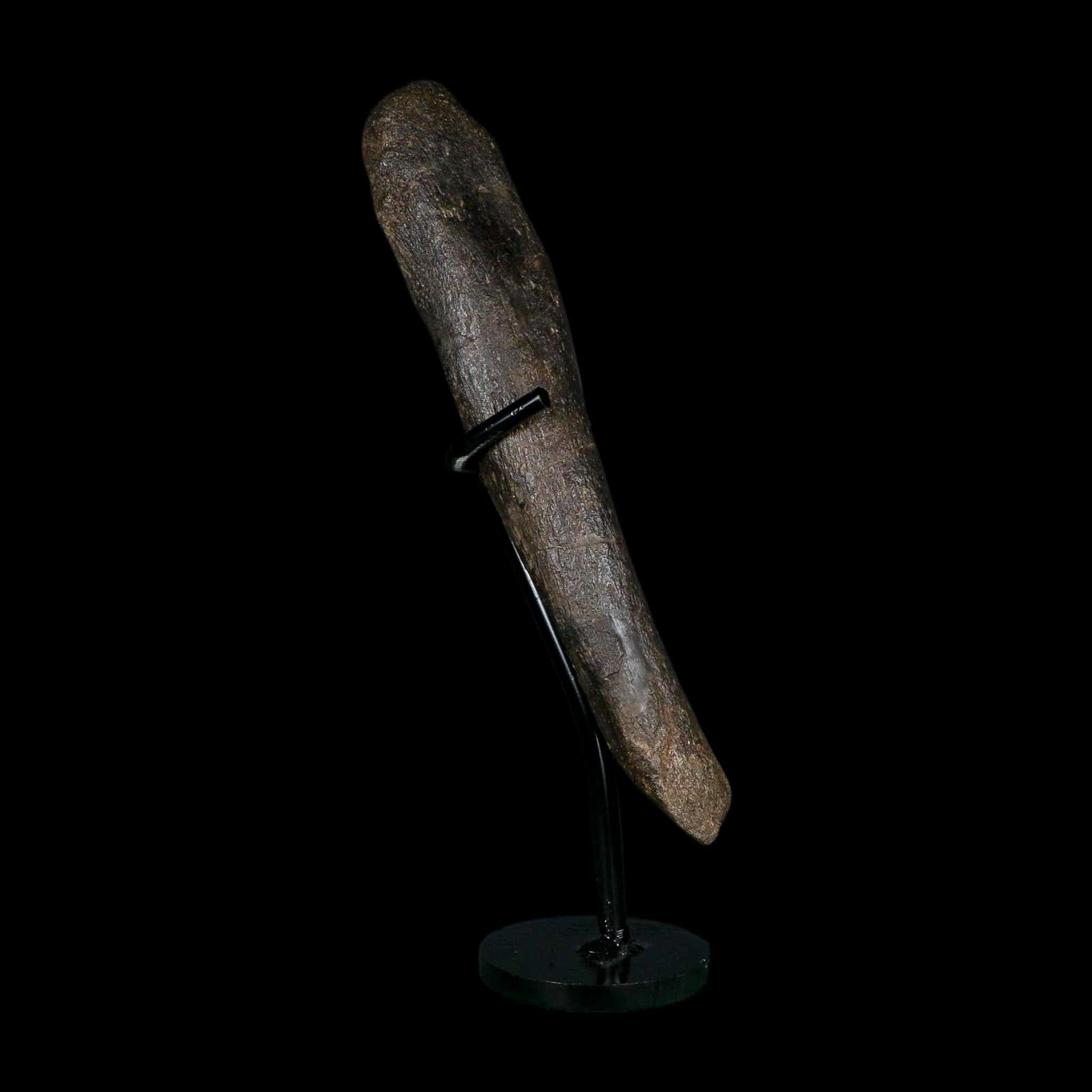 6.8" Hypacrosaurus Dinosaur Fossil Metacarpal Bone Two Medicine FM MT COA Stand - Fossil Age Minerals