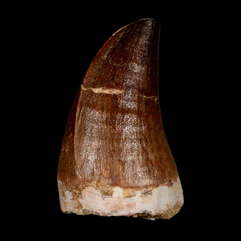 1.9"  Mosasaur Prognathodon Fossil Tooth Cretaceous Dinosaur Era COA & Stand