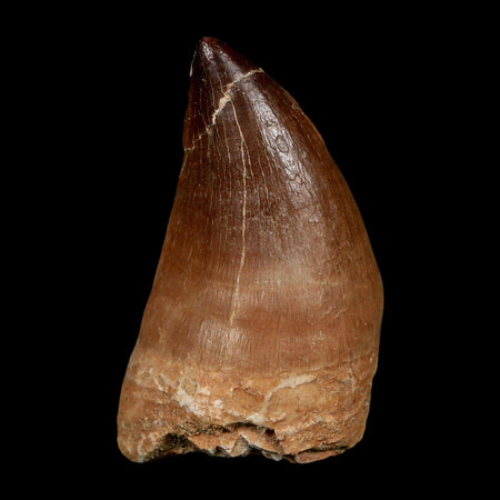 XL 2.2" Mosasaur Prognathodon Fossil Tooth Cretaceous Dinosaur Era COA, Stand
