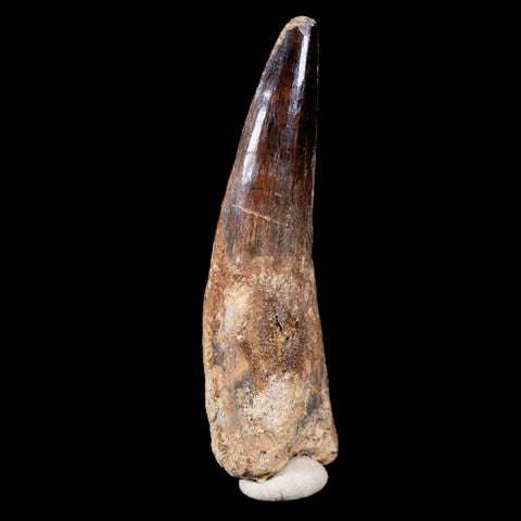 XL 3.6" Spinosaurus Fossil Tooth 100 Mil Yrs Old Cretaceous Dinosaur COA & Stand - Fossil Age Minerals