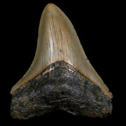 2.8" Quality Megalodon Shark Tooth Serrated Fossil Natural Miocene Age COA