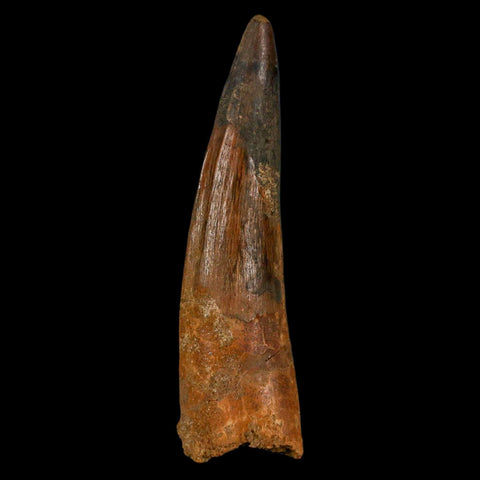 XL 3.7" Spinosaurus Fossil Tooth 100 Million Years Old Cretaceous Dinosaur COA - Fossil Age Minerals