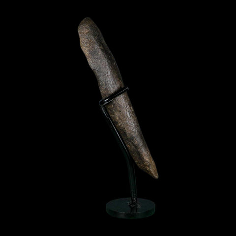 6.8" Hypacrosaurus Dinosaur Fossil Metacarpal Bone Two Medicine FM MT COA Stand