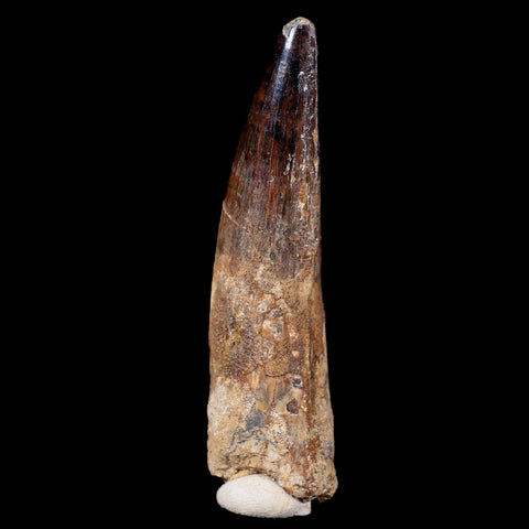 XL 3.6" Spinosaurus Fossil Tooth 100 Mil Yrs Old Cretaceous Dinosaur COA & Stand - Fossil Age Minerals