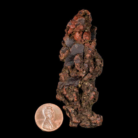 3.1" Prehistoric Coprolite Fossil Specimen Poop Dung Miocene Madagascar - Fossil Age Minerals