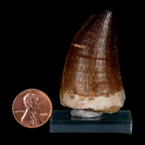 1.9"  Mosasaur Prognathodon Fossil Tooth Cretaceous Dinosaur Era COA & Stand