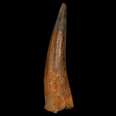 XL 3.7" Spinosaurus Fossil Tooth 100 Million Years Old Cretaceous Dinosaur COA - Fossil Age Minerals