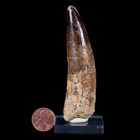 XL 3.6" Spinosaurus Fossil Tooth 100 Mil Yrs Old Cretaceous Dinosaur COA & Stand - Fossil Age Minerals