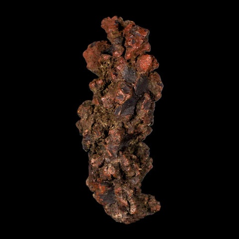 3.1" Prehistoric Coprolite Fossil Specimen Poop Dung Miocene Madagascar - Fossil Age Minerals