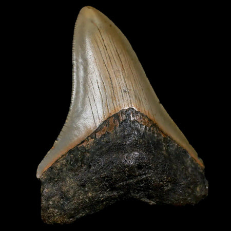 2.8" Quality Megalodon Shark Tooth Serrated Fossil Natural Miocene Age COA