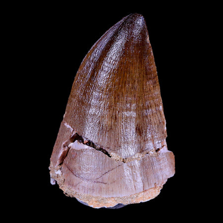 XL 2.4" Mosasaur Prognathodon Fossil Tooth Cretaceous Dinosaur Era COA & Stand