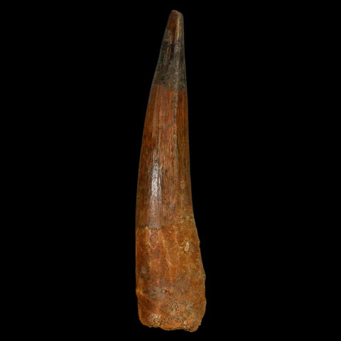XL 3.7" Spinosaurus Fossil Tooth 100 Million Years Old Cretaceous Dinosaur COA - Fossil Age Minerals