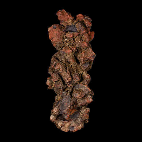 3.1" Prehistoric Coprolite Fossil Specimen Poop Dung Miocene Madagascar - Fossil Age Minerals