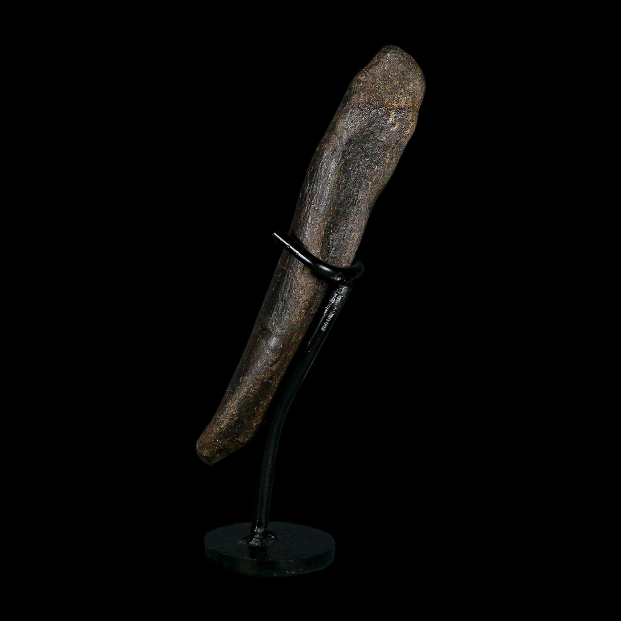 6.8" Hypacrosaurus Dinosaur Fossil Metacarpal Bone Two Medicine FM MT COA Stand - Fossil Age Minerals