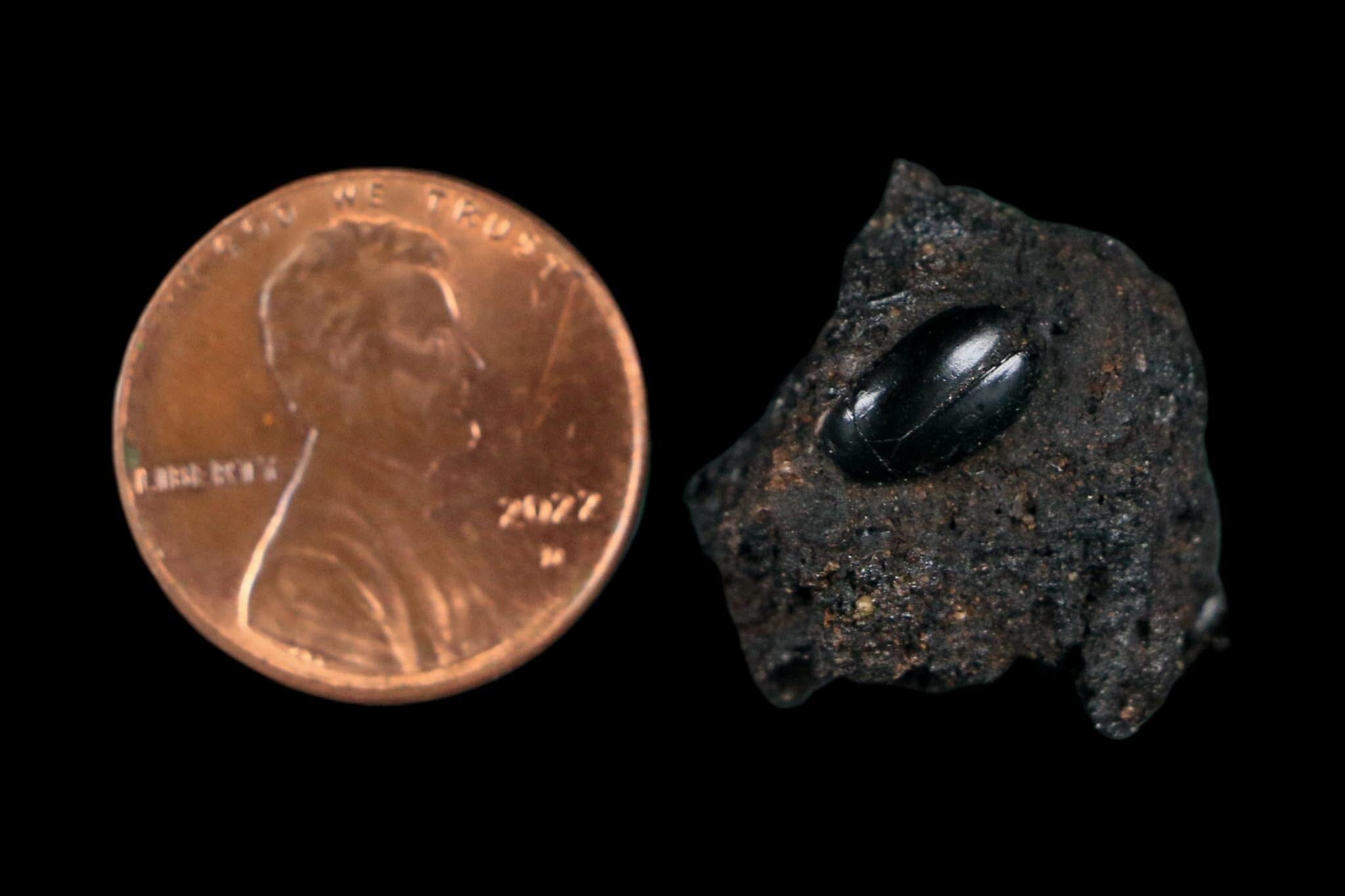 0.3" Fossil Tropisternus Sp Beetle Encapsulated In Solidified Tar Pleistocene Age
