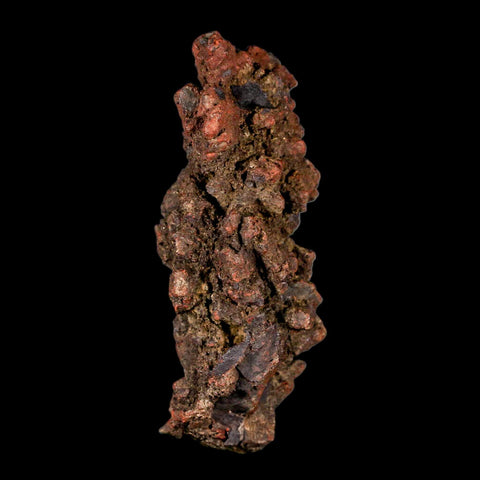 3.1" Prehistoric Coprolite Fossil Specimen Poop Dung Miocene Madagascar - Fossil Age Minerals