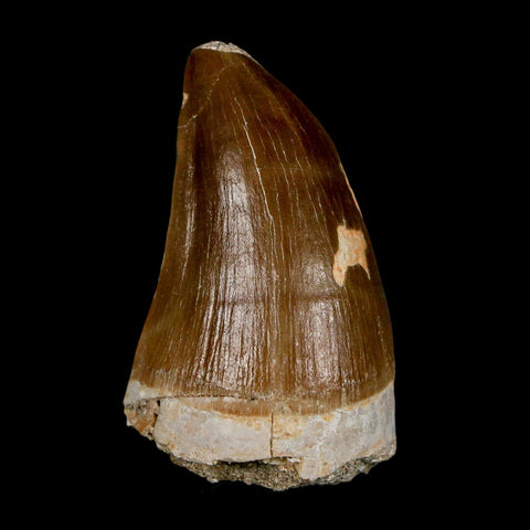 XL 2" Mosasaur Prognathodon Fossil Tooth Cretaceous Dinosaur Era COA & Stand