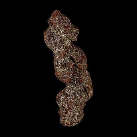 3.3" Prehistoric Coprolite Fossil Specimen Poop Dung Miocene Madagascar - Fossil Age Minerals