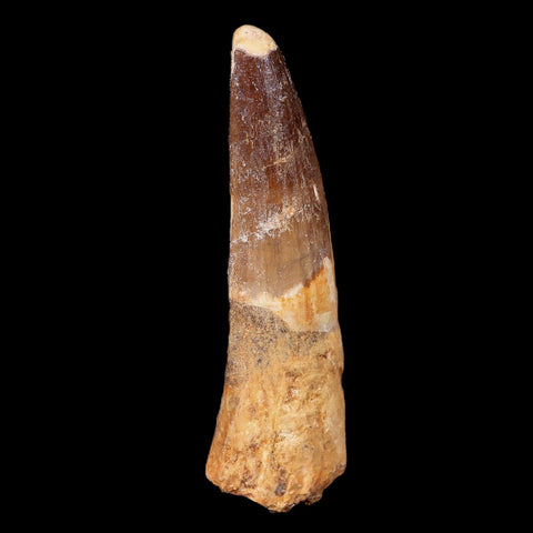 XL 3.7" Spinosaurus Fossil Tooth 100 Mil Yrs Old Cretaceous Dinosaur COA & Stand - Fossil Age Minerals